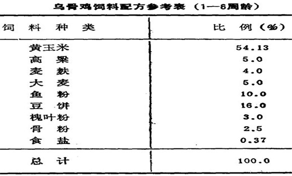 烏骨雞的飼養技術