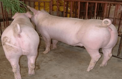 種母豬飼養管理技術
