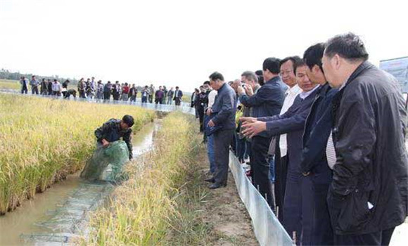 稻田養魚