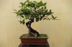 家庭陽臺盆栽桂花如何養護？