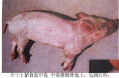 豬食鹽中毒癥狀是什么，怎樣防治豬食鹽中毒？