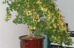 盆栽金銀花種植技術 金銀花是否嬌氣難養？