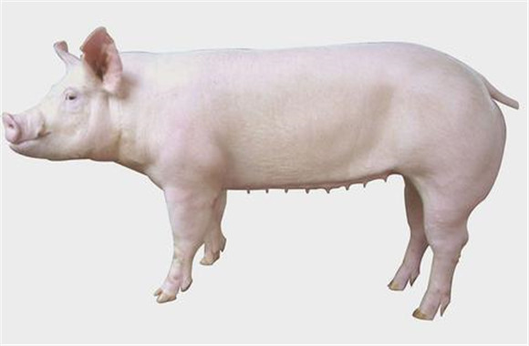 母豬飼養管理
