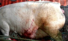 怎樣防治母豬產后子宮內膜炎，主要癥狀是什么