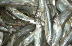 多春魚的產地在哪里？多春魚如何養殖