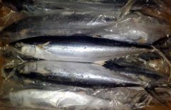 馬鮫魚產地在哪里、有哪些種類 能人工養殖嗎？
