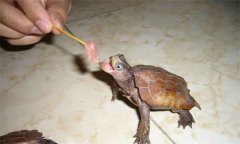 楓葉龜怎么養 楓葉龜飼養管理方法