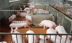斷奶仔豬的飼養管理需注意的五個問題