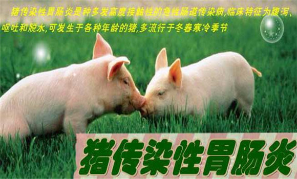 豬傳染性胃腸炎癥狀，豬傳染性胃腸炎怎么治療