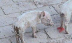 仔豬腹瀉怎么治療？哺乳仔豬飼養管理技術要點