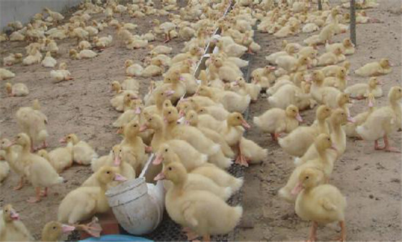 雛鴨的飼養與管理
