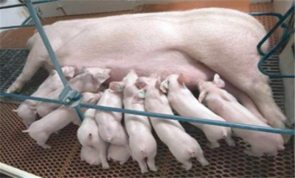 哺乳仔豬的飼養管理