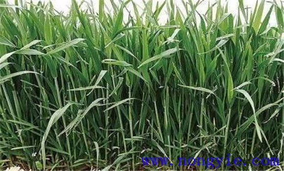 小麥拔節期是什么時候