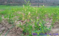 黃芪種植后如何管理？黃芪田間管理的主要內容