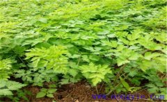 當歸種植多久采收？當歸需要什么樣的生長條件