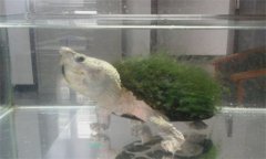 綠毛龜是保護動物嗎？綠毛龜怎么養？