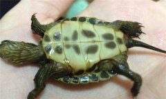 珍珠龜怎么養 如何飼養珍珠龜