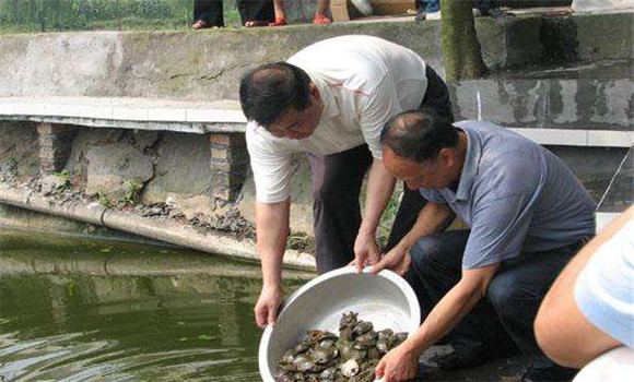 魚鱉混養技術