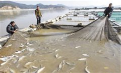 網箱大黃魚養殖技術之如何預防病蟲害