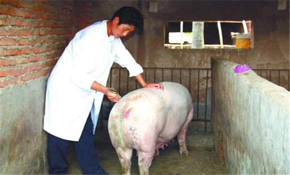 母豬不發情怎么辦