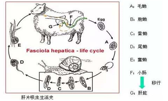 羊肝片吸蟲病傳染嗎？