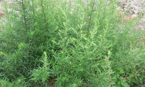 茵陳如何種植 茵陳的栽培技術