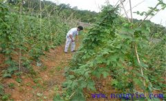種植葛根如何管理？葛根田間管理技術要點