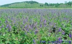 種植黃芩怎么管理？黃芩田間管理的主要內容