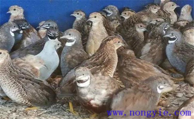 為什么要養殖蘆丁雞