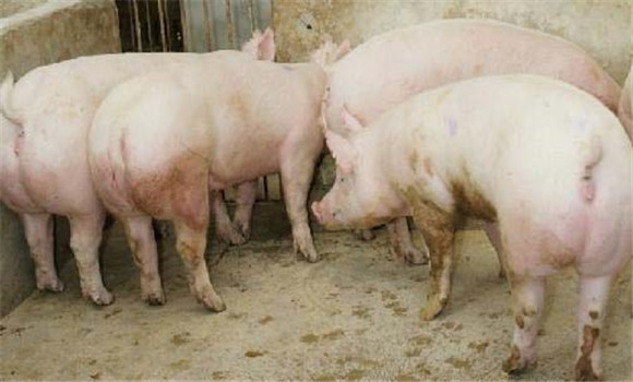 種母豬如何飼養