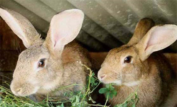 家兔的飼養方法