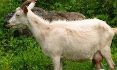 奶山羊乳房炎怎么預防、怎么治療