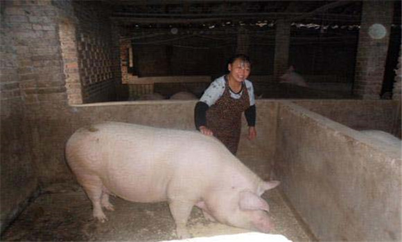 母豬發情鑒定