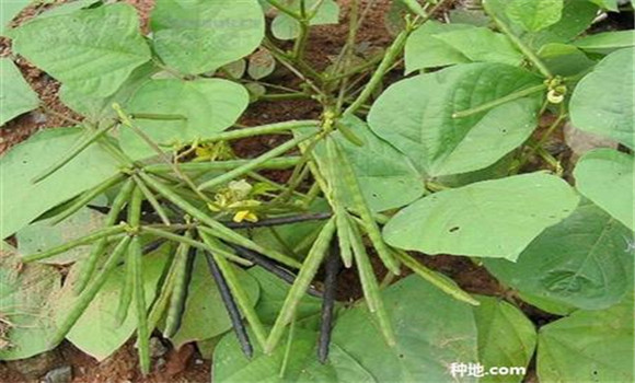 綠豆如何種能高產？
