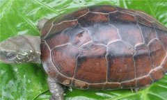 草龜怎么養 如何飼養管理草龜