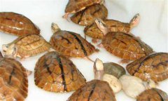 金錢龜的飼養方法 夏季飼養金錢龜的注意事項