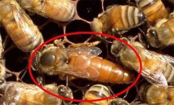 發生盜蜂怎么辦