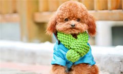 貴賓犬多少錢一只 購買貴賓犬的價格區間