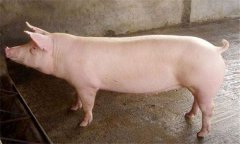 種公豬什么品種最好 種公豬的飼養管理技術要點