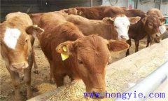 犢牛初乳期過后，如何做好補飼與斷乳？