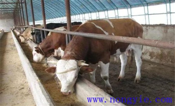 肉牛的精、粗飼料比例