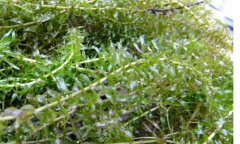 輪葉黑藻種植技術、種植時間和注意事項