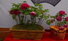 牡丹盆景的養護方式、管理與觀賞