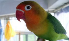金剛鸚鵡多少錢一只 金剛鸚鵡的飼養方法