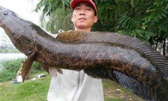 養黑魚水要多深 今年養黑魚的利潤多少