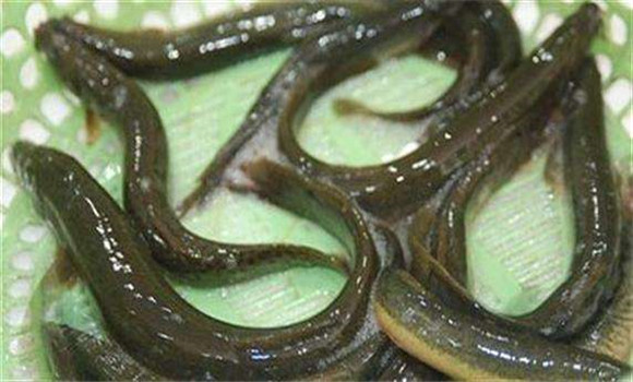 怎樣養殖泥鰍