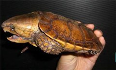 平胸龜圖片 平胸龜的形態特征你知多少
