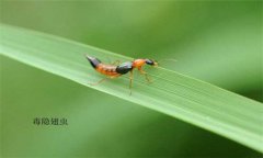 隱翅蟲怎么預防才好，被隱翅蟲咬了怎么辦？