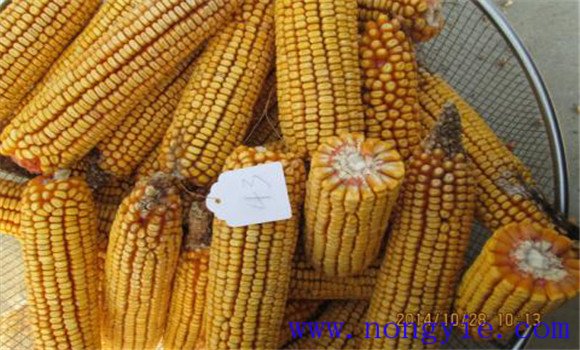 種植甜玉米要選用優良品種