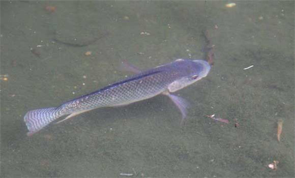 羅非魚養殖